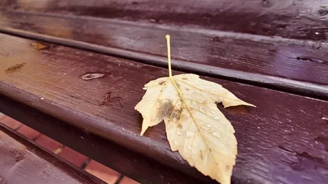 Yellow autumn leaf on a wet bench. Stock Footage 291553853