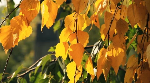 Yellow Autumn Leafs Stock-Footage 42421570