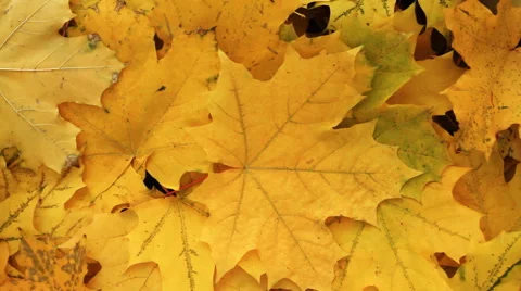 Yellow Autumn Leafs Stock Footage 43048408