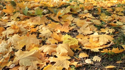Yellow Autumn Leafs 스톡 동영상 43294592