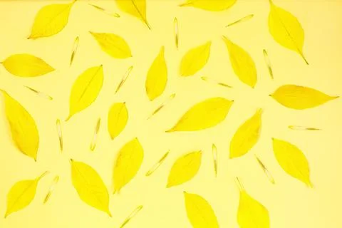 Yellow autumn leafs pattern on yellow background. Foto stock