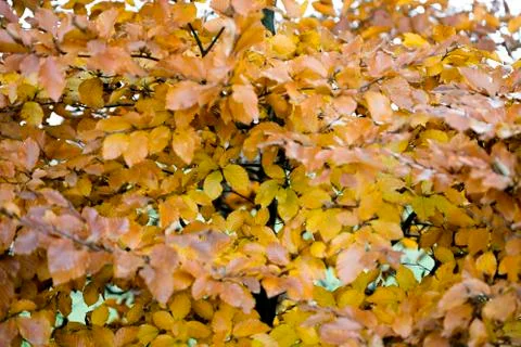 Yellow autumn leafs ready to fall macro background fifty megapixels prints Stock Photos