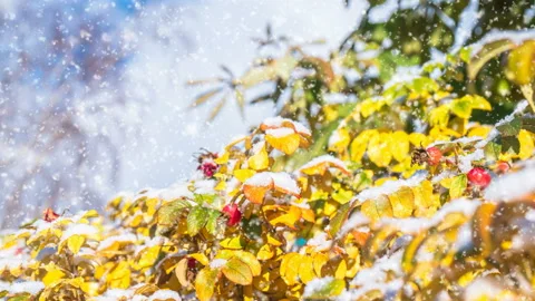 Yellow autumn leaves are covered with fluffy first snow. Stock Footage 142211953