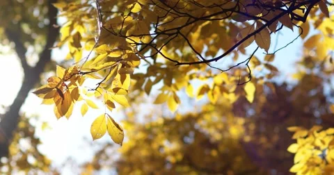 Yellow Autumn Leaves With Bright Sun Lens Flare, static shot Stock Footage