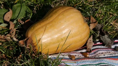 Yellow autumn leaves fall down on a pumpkin. Stock Footage 105967412