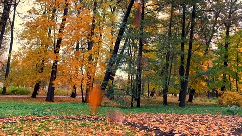 Yellow autumn leaves fall down on a sunny day in a beautiful park Stock-Footage 118044910