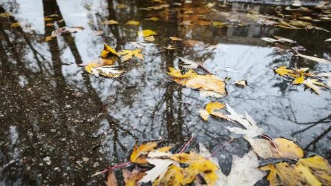 Yellow autumn leaves float inside wet puddle on dark asphalt ground. Stock-Fotos
