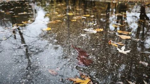 Yellow autumn leaves float inside wet puddle on dark asphalt ground. Stock Photos