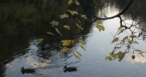 Yellow autumn leaves floating in fall Stock Footage 218626984