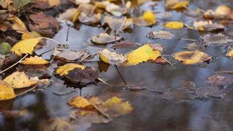 Yellow autumn leaves floating on surface of calm forest puddle with sky ref.. Stock Footage 342440112