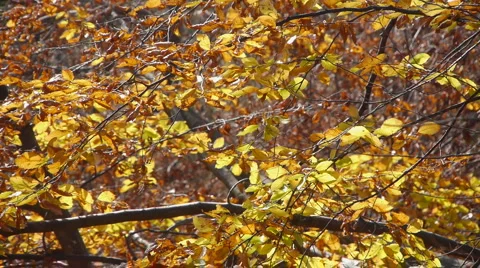 Yellow autumn leaves Stock Footage 1038769