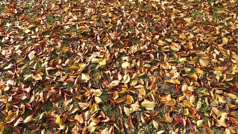 Yellow autumn leaves Stock Footage 80907933