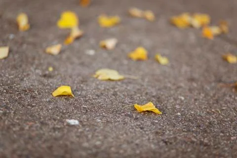 Yellow autumn leaves lying on the asphalt Stock Photos