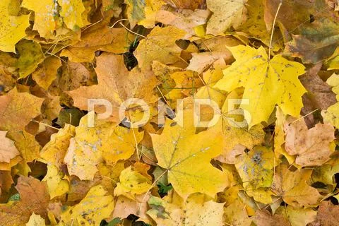 Yellow autumn leaves Stock Photos