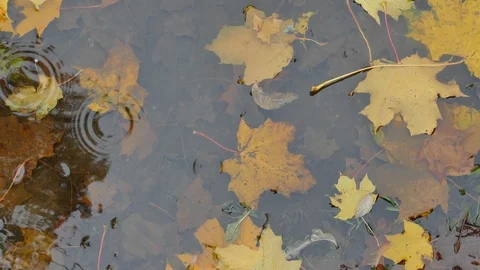 Yellow autumn leaves in puddle Stock-Footage 118159448