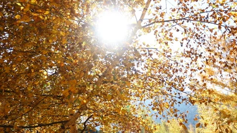 Yellow Autumn Leaves Through The Rays Of The Sun 動画素材 103812874