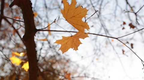 Yellow Autumn Leaves on Tree. Beautiful Autumn background. Видео 59085029