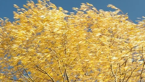 Yellow autumn leaves on a tree develop in the wind against a blue sky Stock Footage 117431022