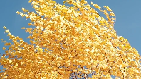 Yellow autumn leaves on a tree develop in the wind against a blue sky Stock Footage 117431113