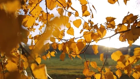 Yellow autumn leaves on trees against the background of green mountains. Vídeos de archivo 132934341