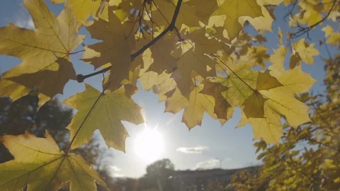 Yellow autumn leaves under the blue sky UNGRADED Video stock 119334341