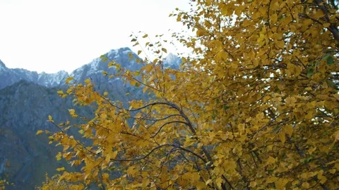 Yellow autumn leaves in the wind on background of high mountains 스톡 동영상 70763442