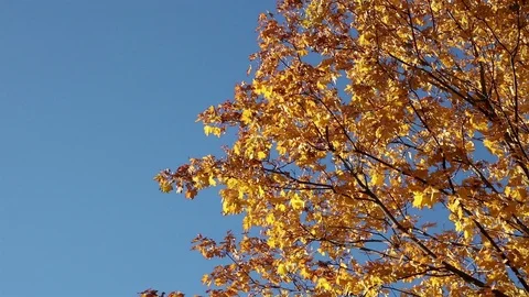 Yellow autumn maple with copyspace Stock Footage 102807106
