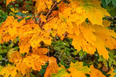 Yellow autumn maple in the fall Stock Photos