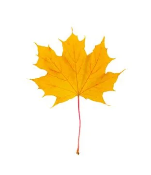 Yellow autumn maple leaf cut out on a white background, path 写真素材