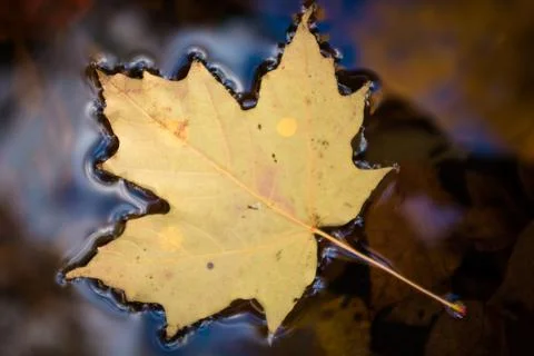 Yellow autumn maple leaf floating on water with reflections Stock Photos