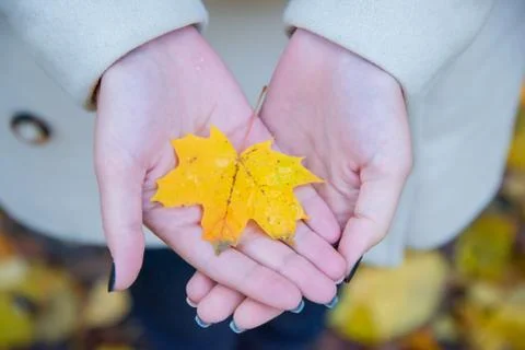 Yellow autumn maple leaf in the hands Stock Photos