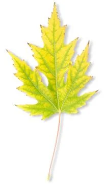 Yellow autumn maple leaf Foto stock