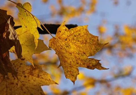 Yellow autumn maple leaf Stock Photos