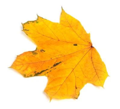 Yellow autumn maple-leaf Stock Photos