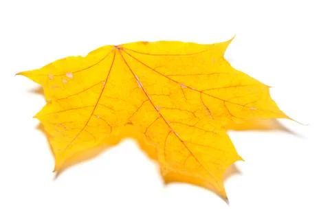 Yellow autumn maple leaf Stock Photos