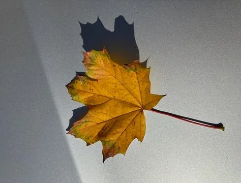 Yellow autumn maple leaf with shadow on a gray surface. Stock Photos