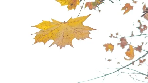 A yellow autumn maple leaf sways in the wind against the sky Видео 319858814