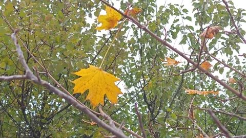 A yellow autumn maple leaf sways in the wind among the tree branches. Stock Footage 319858839