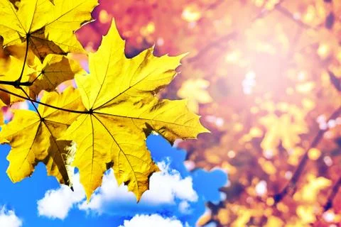 Yellow autumn maple leaf on the tree branch. Bottom view Stock Photos
