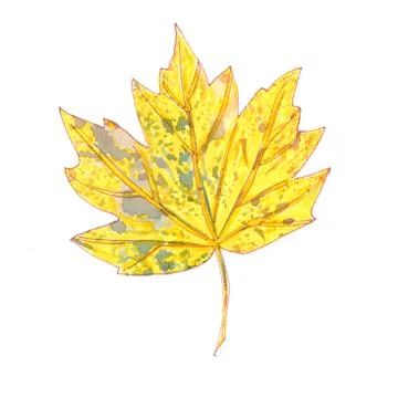 Yellow autumn maple leaf on a white background, watercolor drawing 스톡 일러스트