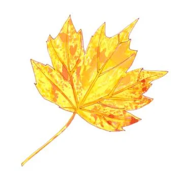 Yellow autumn maple leaf on a white background, watercolor drawing イラスト素材
