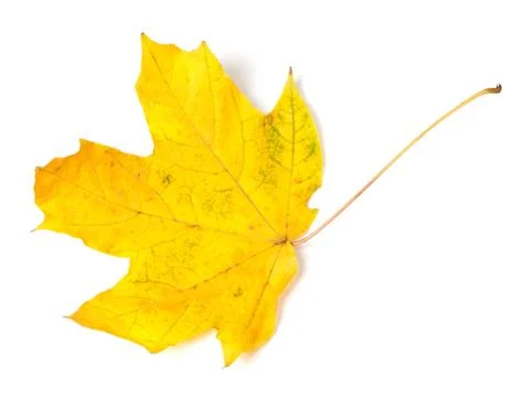 Yellow autumn maple-leaf on white background Foto stock