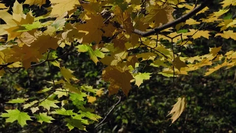 Yellow autumn maple leaves gently sway in the sunlight from the wind. Stock-Footage 337238043