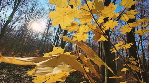Yellow autumn maple leaves in the rays of backlight. 库存影片 323867851
