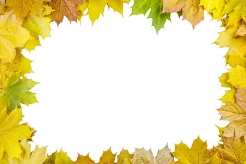 Yellow autumn maple leaves rectangular frame isolated with white background Stock Photos