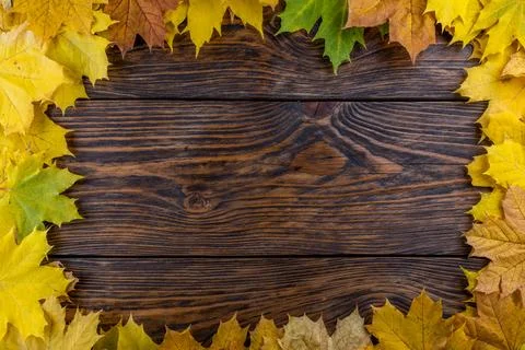 Yellow autumn maple leaves rectangular frame on brushed wooden table backgrou Stock Photos