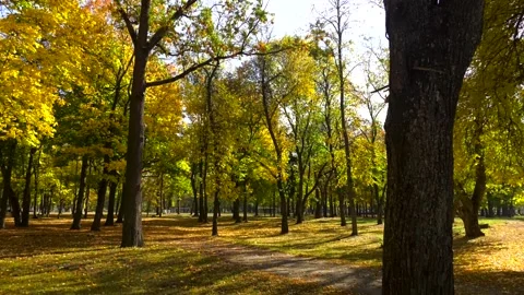 Yellow autumn maple leaves on trees in park. Landscape in autumn season. Stock-Footage 101805895