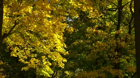 Yellow autumn maple leaves on trees in park. Landscape in autumn season. Stock Footage 101807113