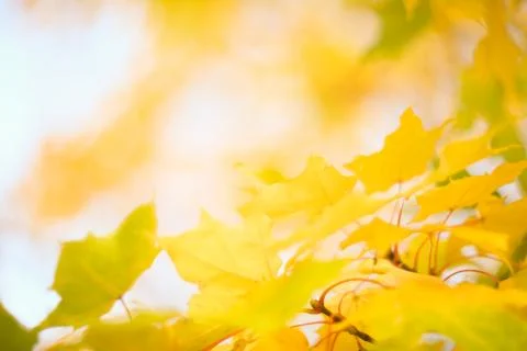Yellow autumn maple tree background Stock-Fotos