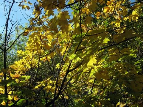 Yellow autumn Stock Photos